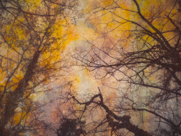 "Bizarre Branches" From The Series "Color As A Feeling" By Thaddäus Biberauer, Austria