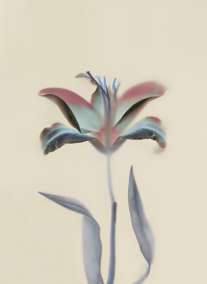 "Lily" From The Series "The Garden Of My Tenderness" By Oksana Omelchuk, Ukraine