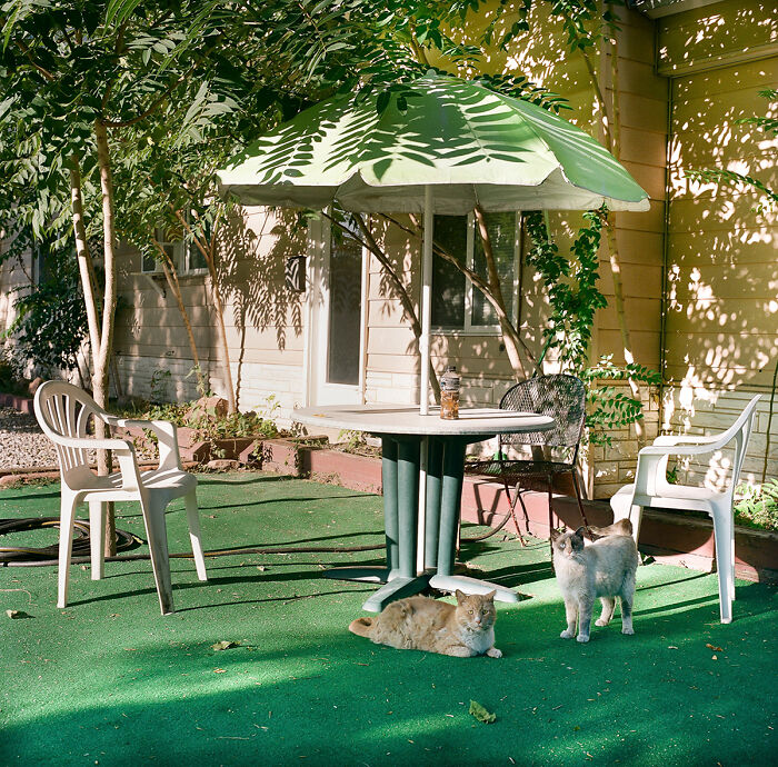 "One Eyed Cat" By Benjamin Littler, United States