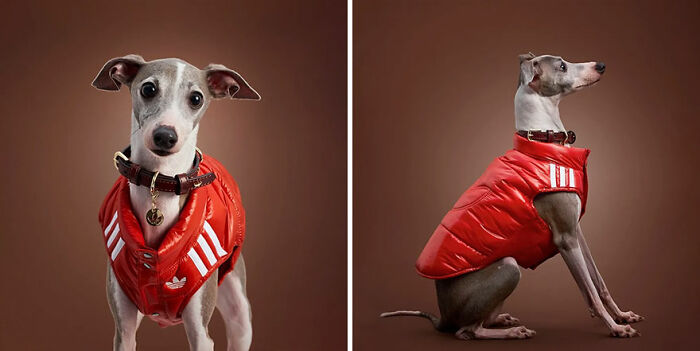 Italian Greyhound wearing a red puffer jacket from a popular pet fashion collection against a brown background.