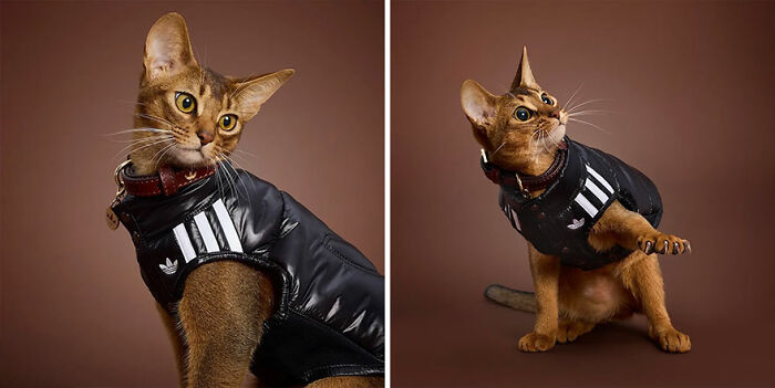 Cat wearing a black pet fashion collection jacket with white stripes, posing against a brown studio background.