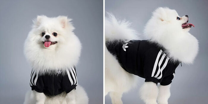 Fluffy white dog wearing a black sporty pet fashion outfit with white stripes for a stylish pet look.