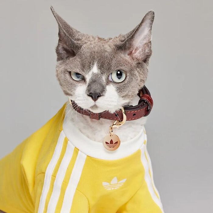 Sphynx cat wearing a yellow pet fashion outfit with a matching collar from a popular brand collection.