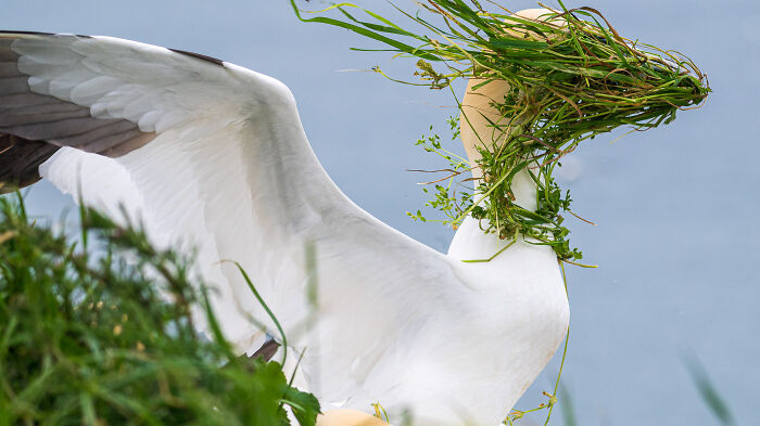 A white bird with wings spread wide has its head covered in grass, a humorous moment from wildlife comedy awards.