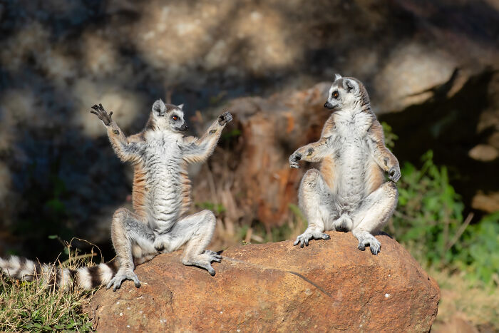 Two lemurs striking funny poses on a rock, showcasing wildlife comedy moments captured by Nikon Comedy Wildlife Awards finalists.