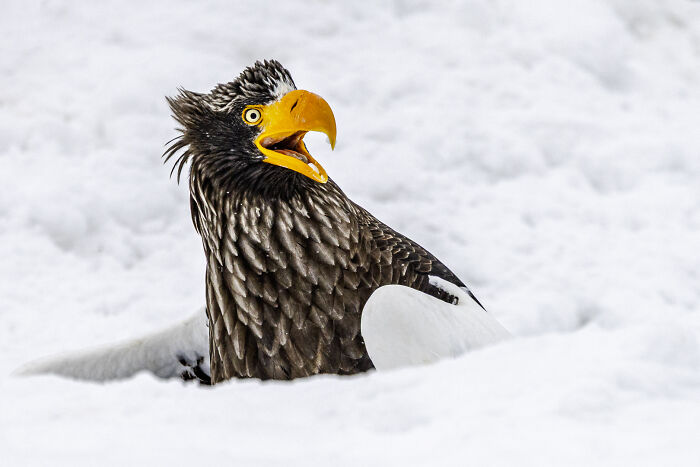 Eagle with a surprised expression sitting in snow, showcasing wildlife delivering comedy and natural humor moments.
