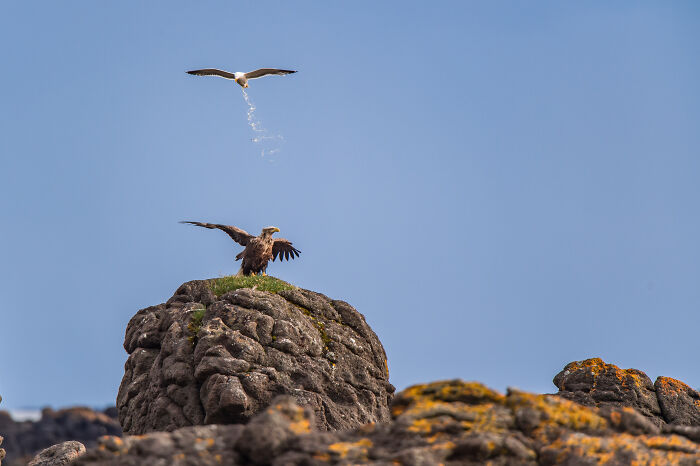 Seagull humorously pooping over an eagle perched on a rock, wildlife comedy captured by Nikon Comedy Wildlife Awards finalists.