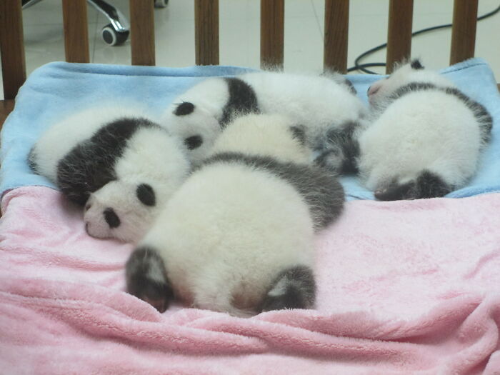 Four cute baby pandas sleeping closely together on soft pink and blue blankets, showcasing adorable baby animal pics.