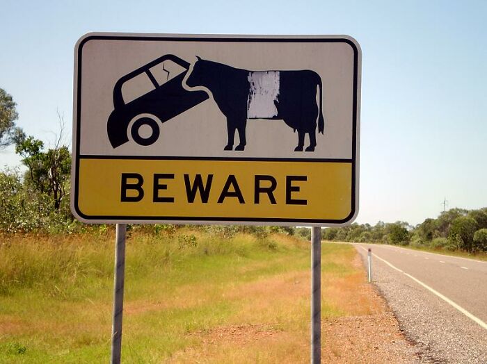 Road sign showing a car crashing into a cow with the word beware, illustrating confusing road signs to ignore GPS.