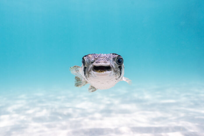 Close-up of a pufferfish underwater, showcasing a humorous expression in wildlife captured for comedy wildlife awards.