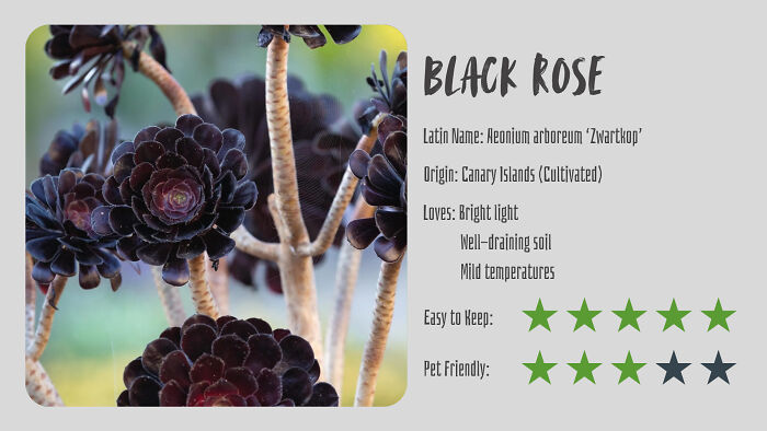 Black Rose (Aeonium Arboreum ‘Zwartkop’)