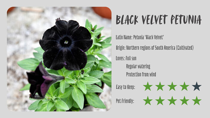 Black Velvet Petunia (Petunia ‘Black Velvet’)