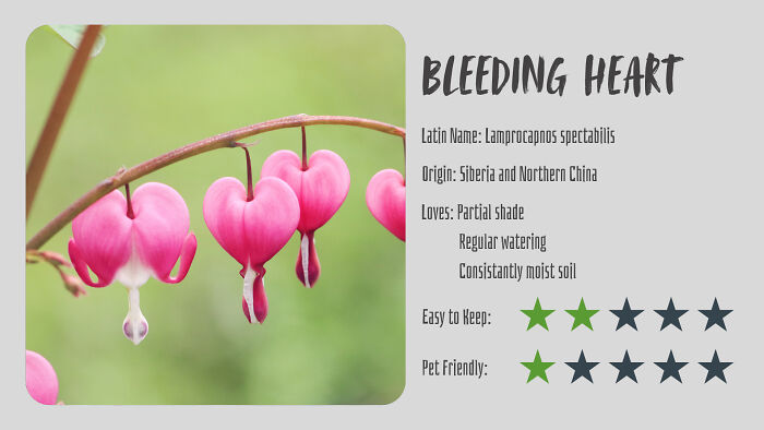 Bleeding Heart (Lamprocapnos Spectabilis)