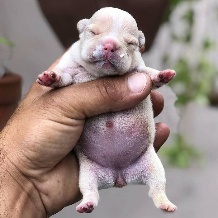 Newborn puppy with closed eyes held gently in hand, showcasing adorable cute baby animal charm.