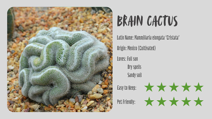 Brain Cactus (Mammillaria Elongata ‘Cristata’)