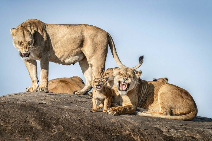 Lioness and cubs on a rock, captured in a humorous moment showcasing wildlife comedy in Nikon Comedy Wildlife Awards.
