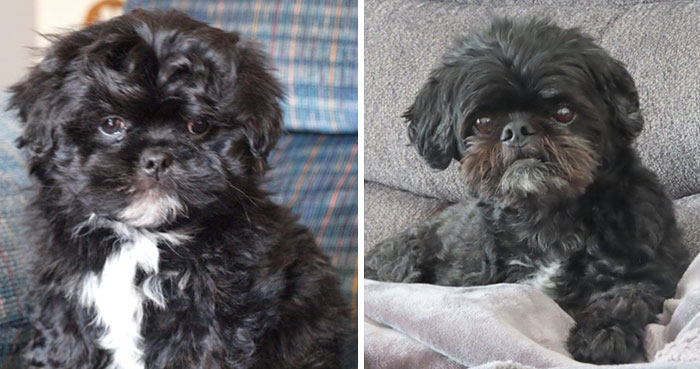 Our Rescue Dog Buddy - Sept 18 2009 To Nov 19 2023. Still Miss Him Like Crazy, Best Doggo Ever