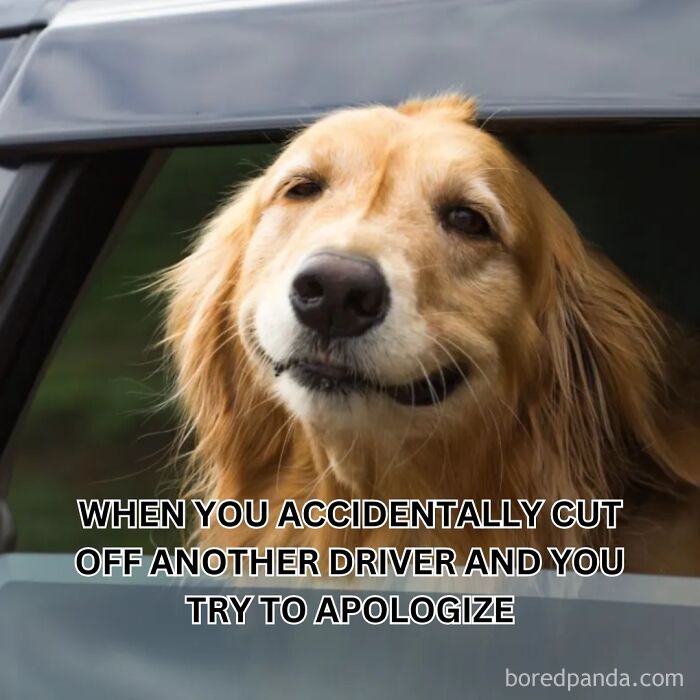 Golden retriever smiling humorously from car window with meme about accidentally cutting off drivers, capturing driving memes and road rage humor.