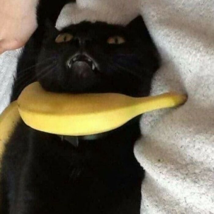 Black cat with a funny expression lying down with a yellow banana resting on its neck showing cats being hilarious and weird.