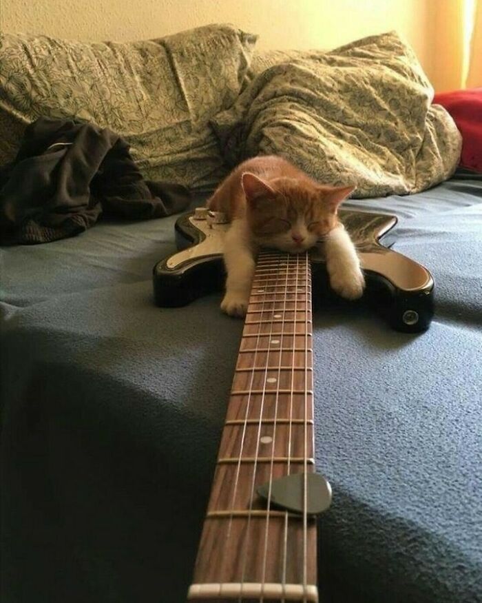 Cat sleeping sprawled out on an electric guitar, showcasing cats being their hilarious and weird selves on a bed.