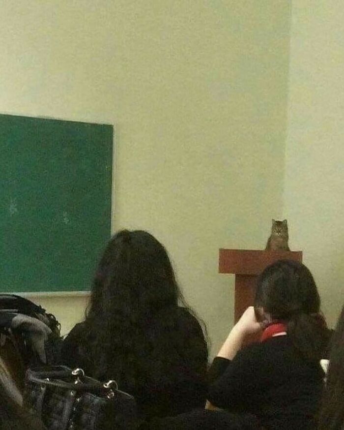 Cat sitting on a classroom podium while students with backs turned listen, showing cats being their hilarious and weird selves.
