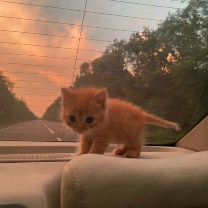 Small orange kitten standing on a car dashboard at sunset, showing cats being their hilarious and weird selves.