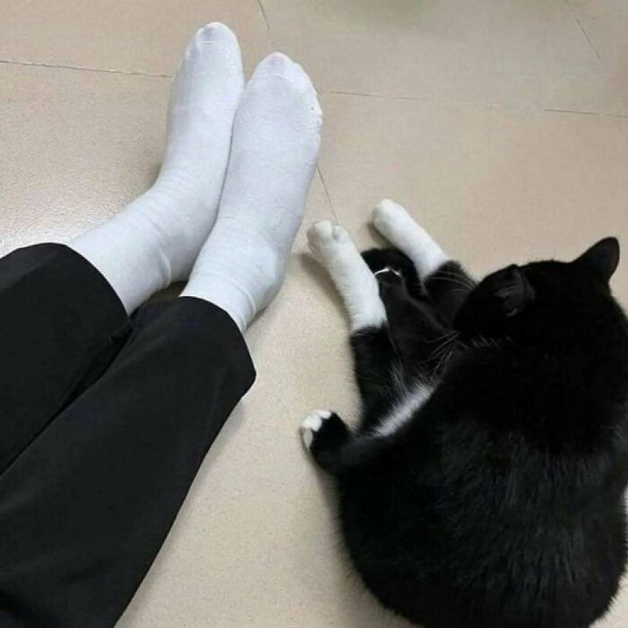 Gato negro y blanco acostado en el suelo junto a pies con calcetas blancas, imagen de kitties purr-fect para humor y pasarela.