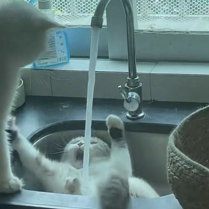 Cat lying in sink under running water with paws raised, showcasing cats being their hilarious and weird selves.