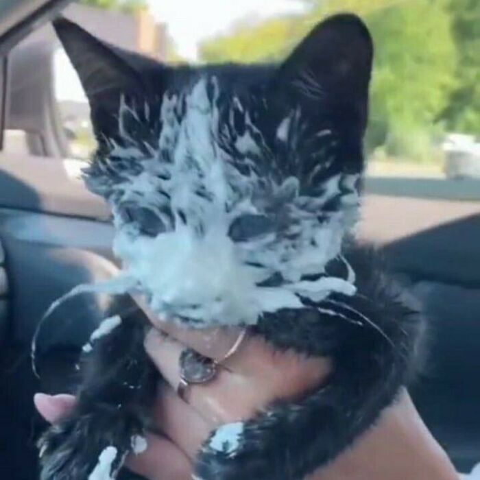 Black and white cat covered in cream on its face and paws, showing one of the hilarious and weird moments of cats.