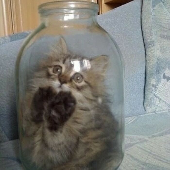 Fluffy cat inside a clear glass jar showing funny and weird behavior, capturing hilarious moments of cats.