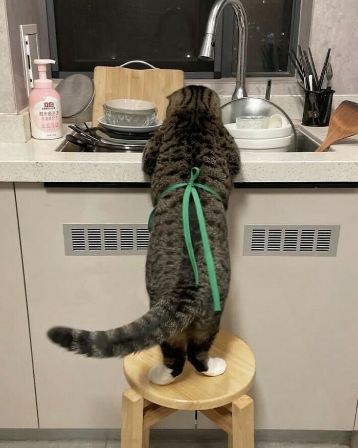 Gato con delantal verde sobre un taburete en la cocina, pareciendo listo para un desfile de gatos divertido y adorable.