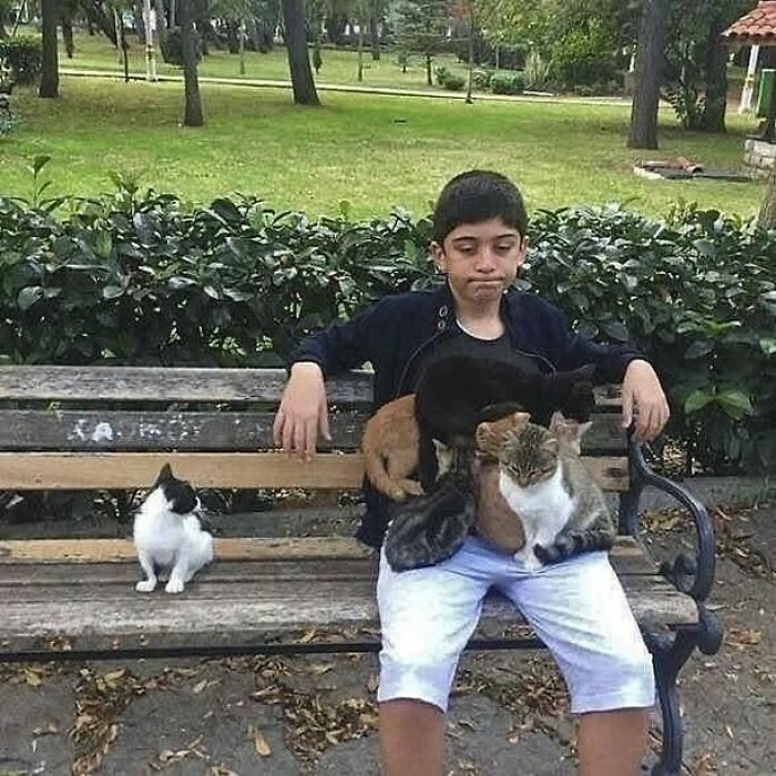 Joven en un banco del parque rodeado de varios gatitos purr-fect listos para su propia pasarela y comedia.