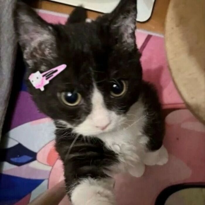 Black and white cat with a pink hair clip looking up with wide eyes, showcasing cats being their hilarious and weird selves