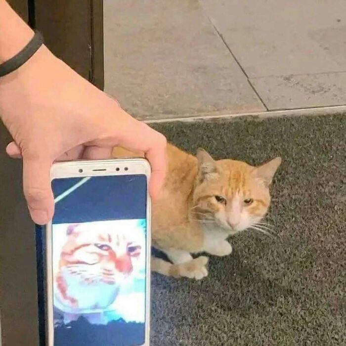 Orange cat sitting on a dark carpet next to a phone showing a blurry close-up of the same cat’s face, highlighting cats being hilarious.