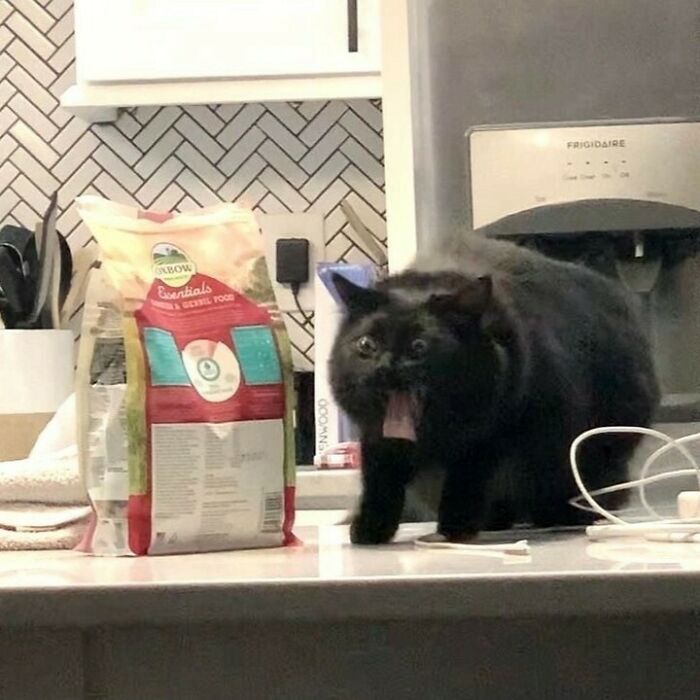 Black cat on kitchen counter with wide eyes and tongue out, showing hilarious and weird cat behavior.
