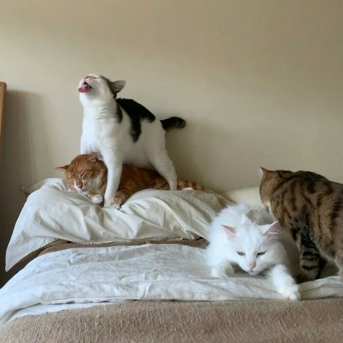 Four cats on a bed showing hilarious and weird cat behavior with playful and relaxed poses.