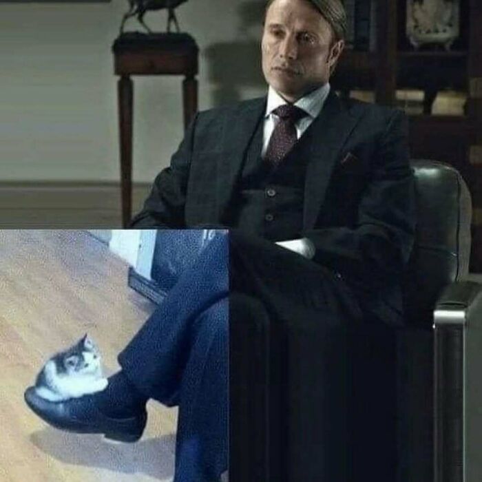 Man in a suit sitting thoughtfully with a cat humorously curled up on his shoe showing cats being their hilarious selves.