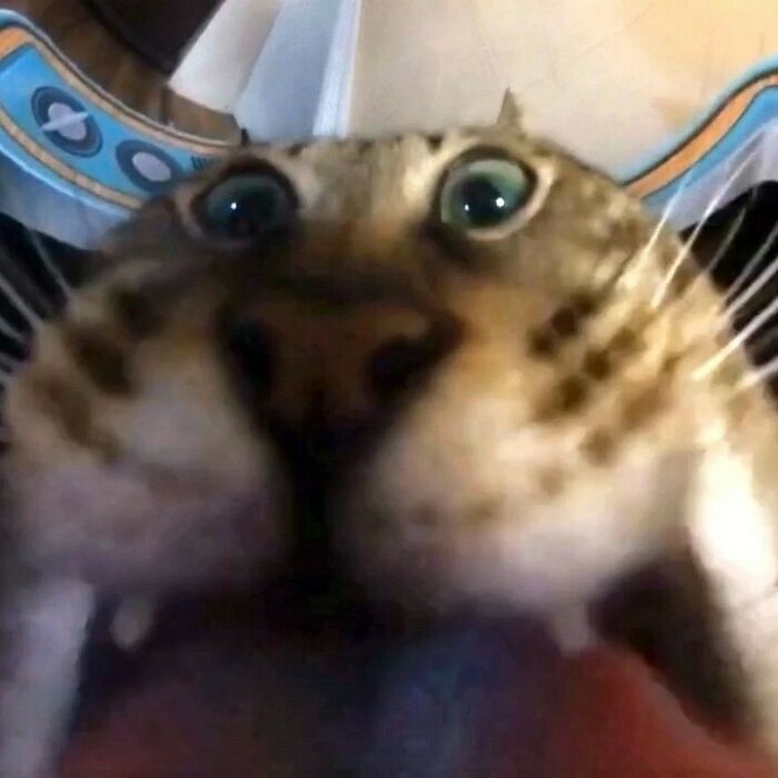Close-up of a cat making a hilarious and weird face with wide eyes and visible whiskers.