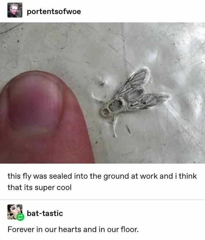 Animal-Humor-Pics-Animalxhumor