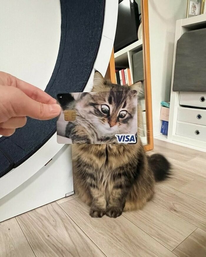 Gato con tarjeta Visa que muestra un rostro divertido, representando a los kitties perfectos para pasarela y comedia.