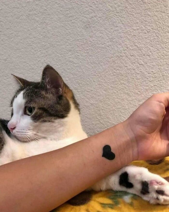 Gato tranquilo al lado de un brazo con tatuaje de corazón negro, parte de kitties que merecen su propio desfile y show de comedia.