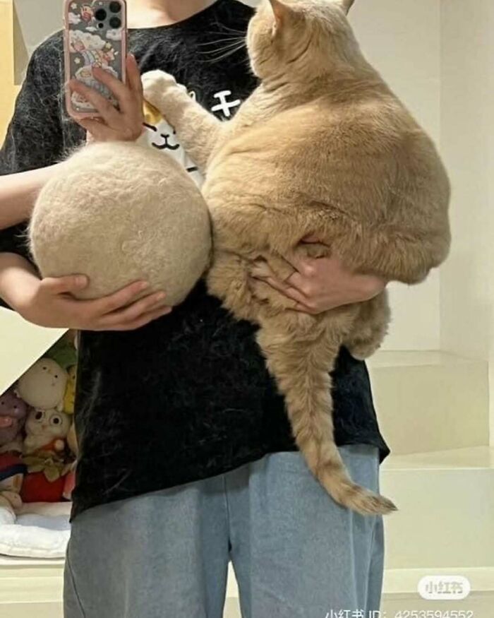 Person holding a round fluffy object and a large orange cat, showing cats being their hilarious and weird selves.