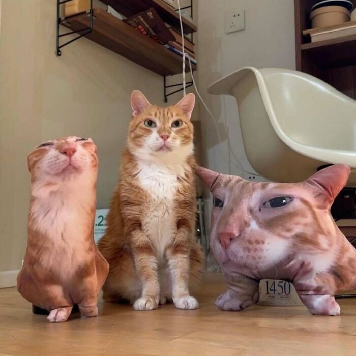 Orange tabby cat sitting between two cat-shaped pillows with hilarious and weird expressions on a wooden floor.