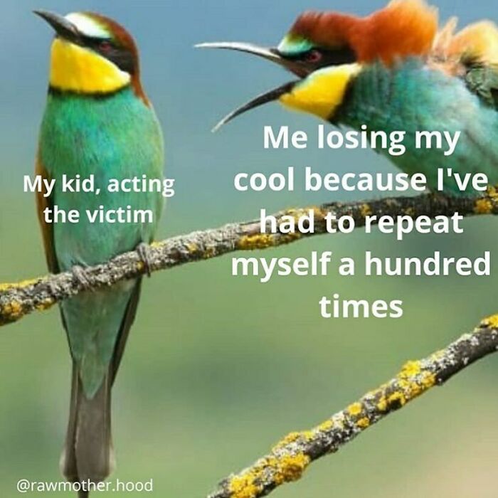 Two colorful birds on a branch with text about parenting frustration, highlighting relatable parenting memes.