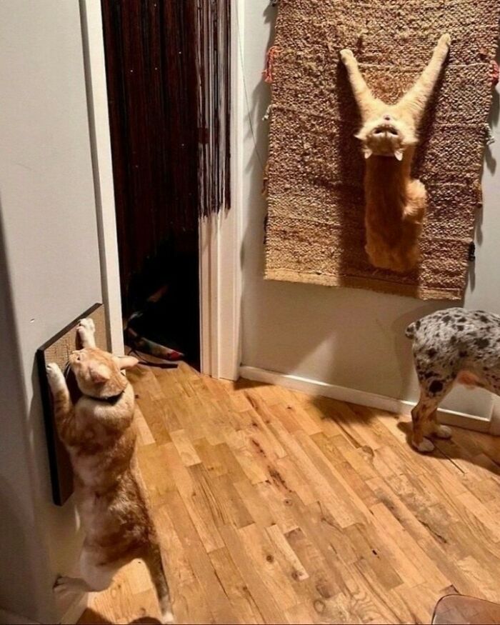 Gato naranja trepando una alfombra y otro estirándose en la pared, mostrando felinos dignos de una pasarela felina.