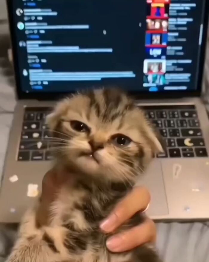 Kitten making a funny face while being held in front of a laptop, showcasing cats being their hilarious and weird selves.