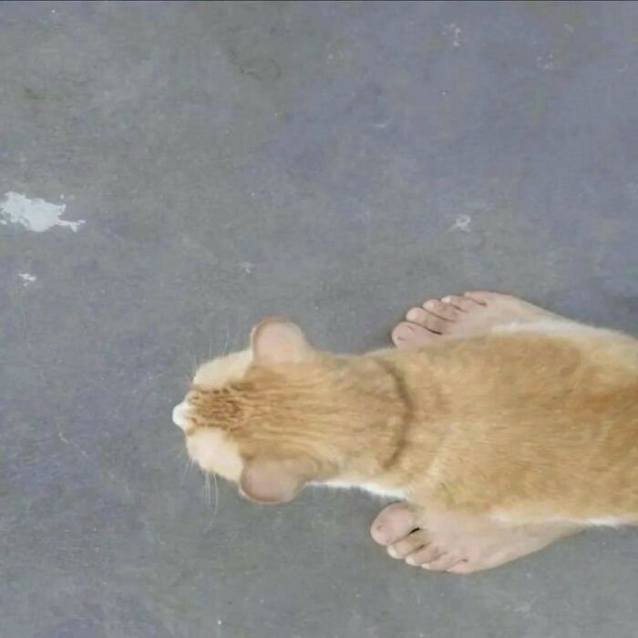 Orange cat standing between bare feet on a gray concrete floor, showing cats being their hilarious and weird selves.