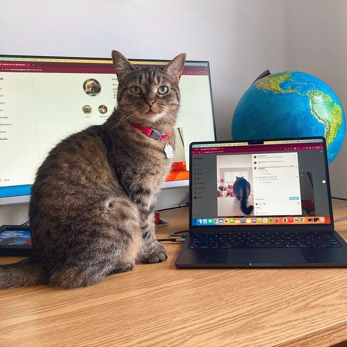 Tabby cat wearing a red collar sitting on a desk next to a laptop and monitor, symbolizing a cat refusing to give up on love.