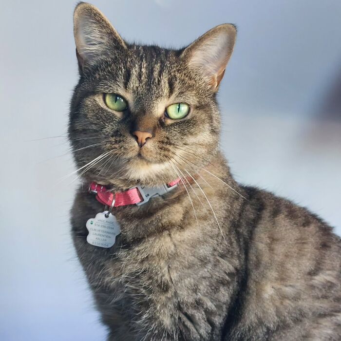 Tabby cat with green eyes and pink collar showing resilience after being returned twice, refusing to give up on finding love.