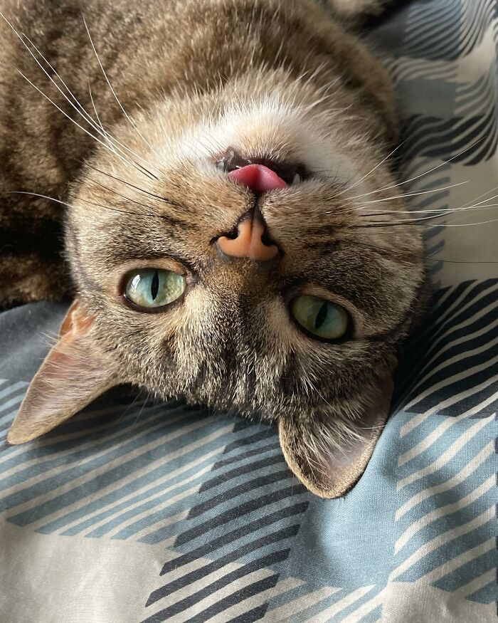 Close-up of a tabby cat with green eyes lying upside down, symbolizing a cat refused to give up on finding love.